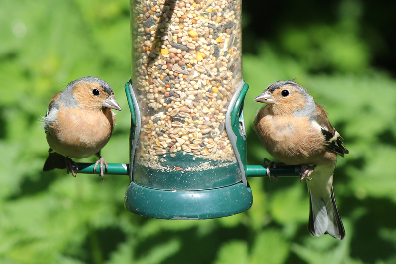 Love the garden - What do birds eat