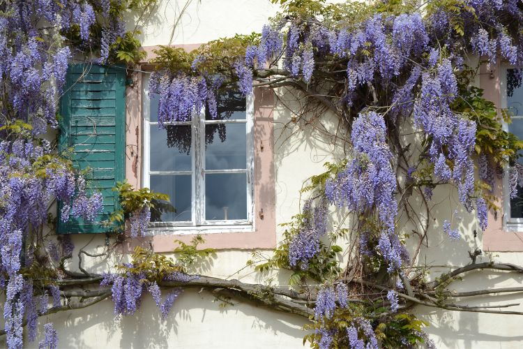 Wisteria.1.jpg Uprawa wisteri