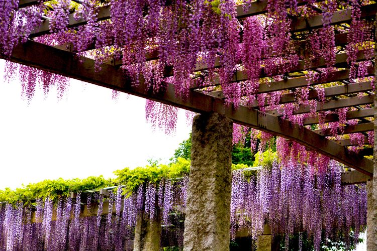 Wisteria.3.jpg Uprawa wisterii