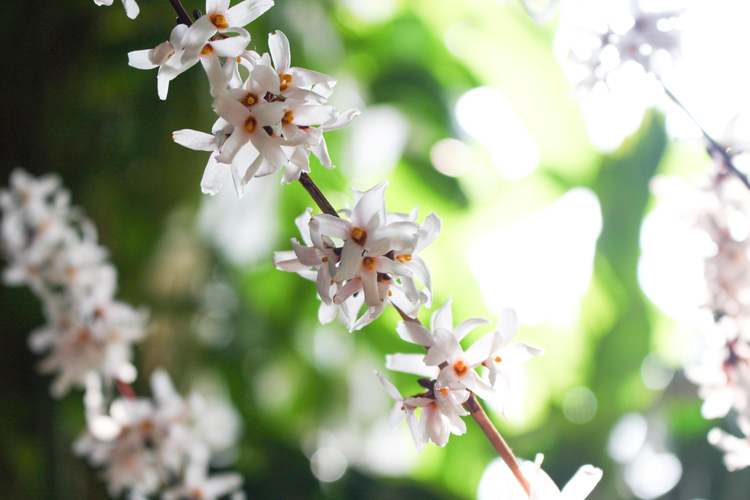 abeliophyllum_distichum.jpg Abeliophyllum distichum