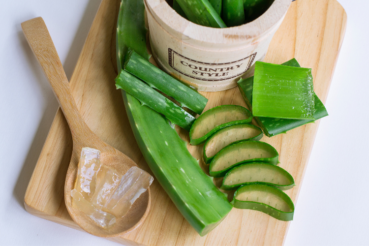 aloes.1.png Uprawa aloesu