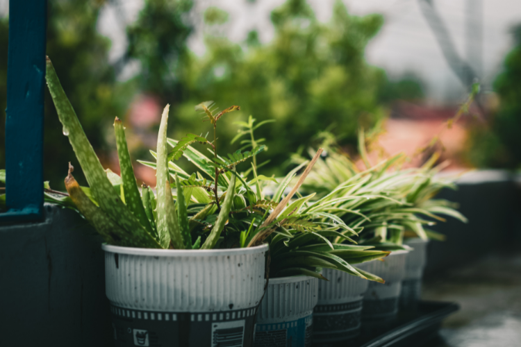 aloes.2.png Uprawa aloesu