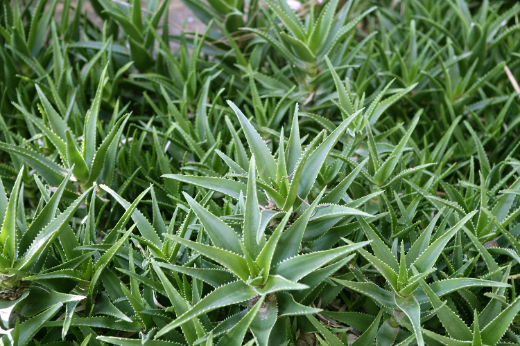 aloes.3.png Uprawa aloesu