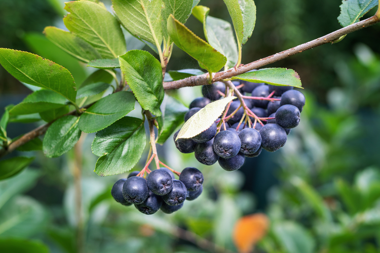 aronia_1.png Aronia