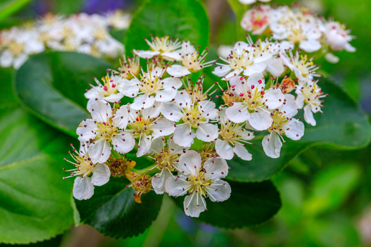 aronia_2.png Kwitnienie aronii