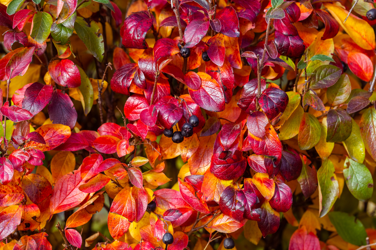 aronia_4.png Aronia jesienią