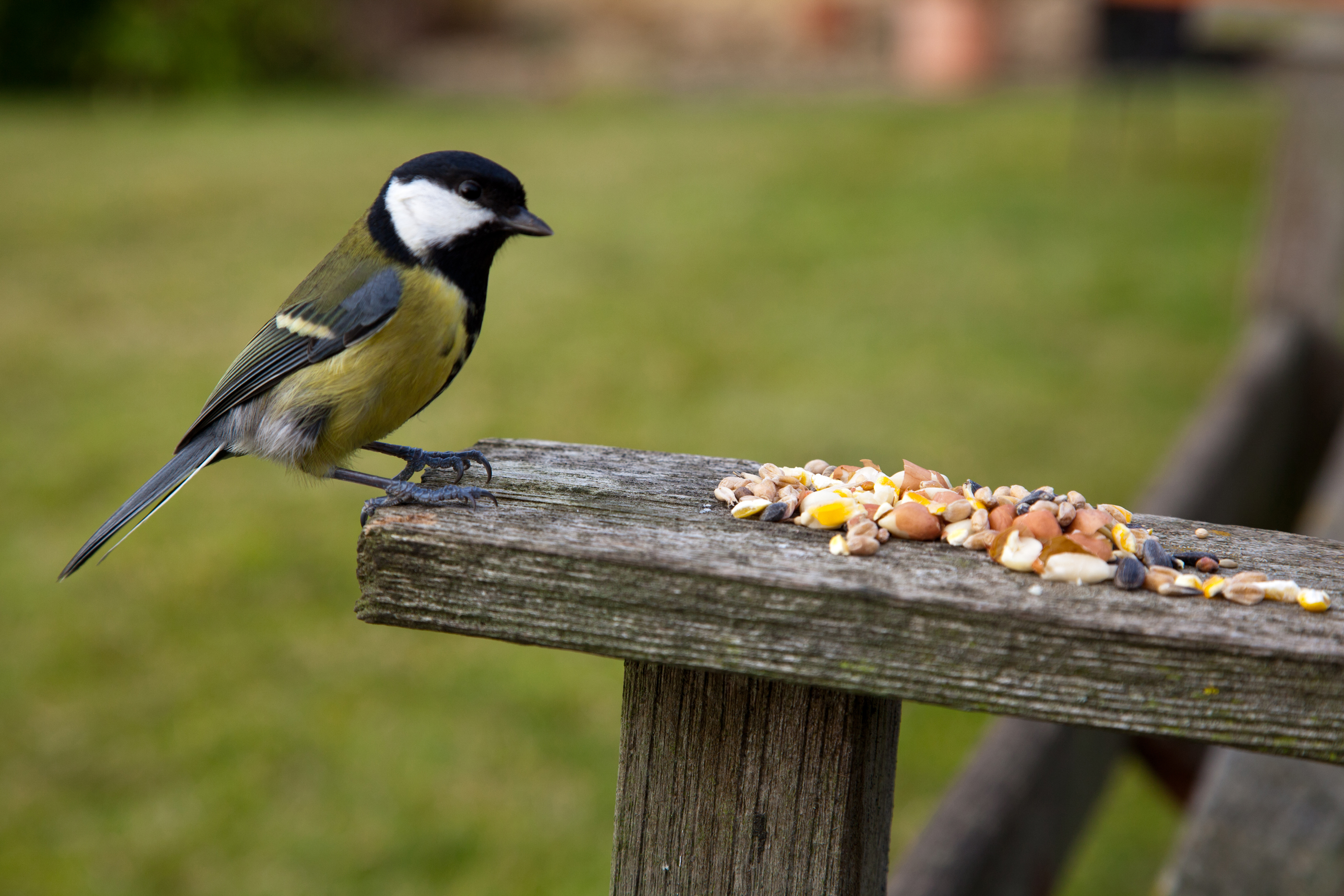 vogel und wildltiere