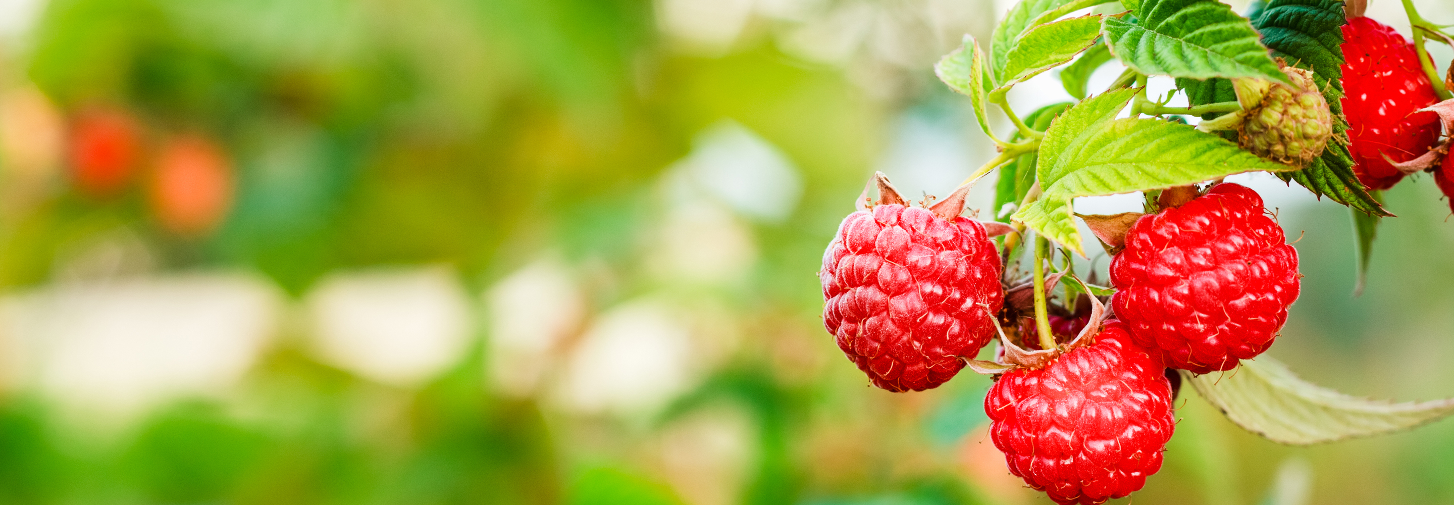 How to Grow Your Own Fruit