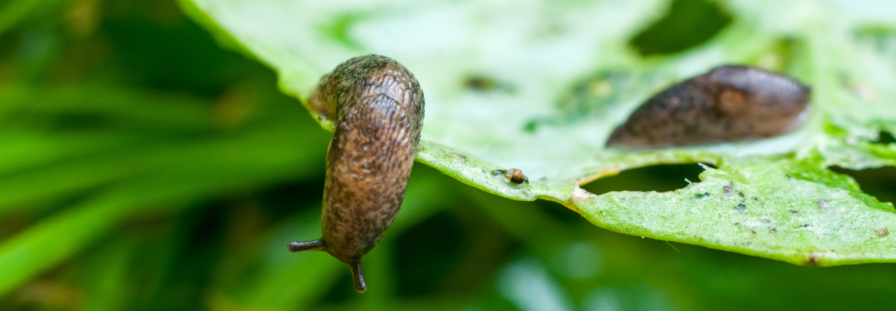 Controlling Garden Pests