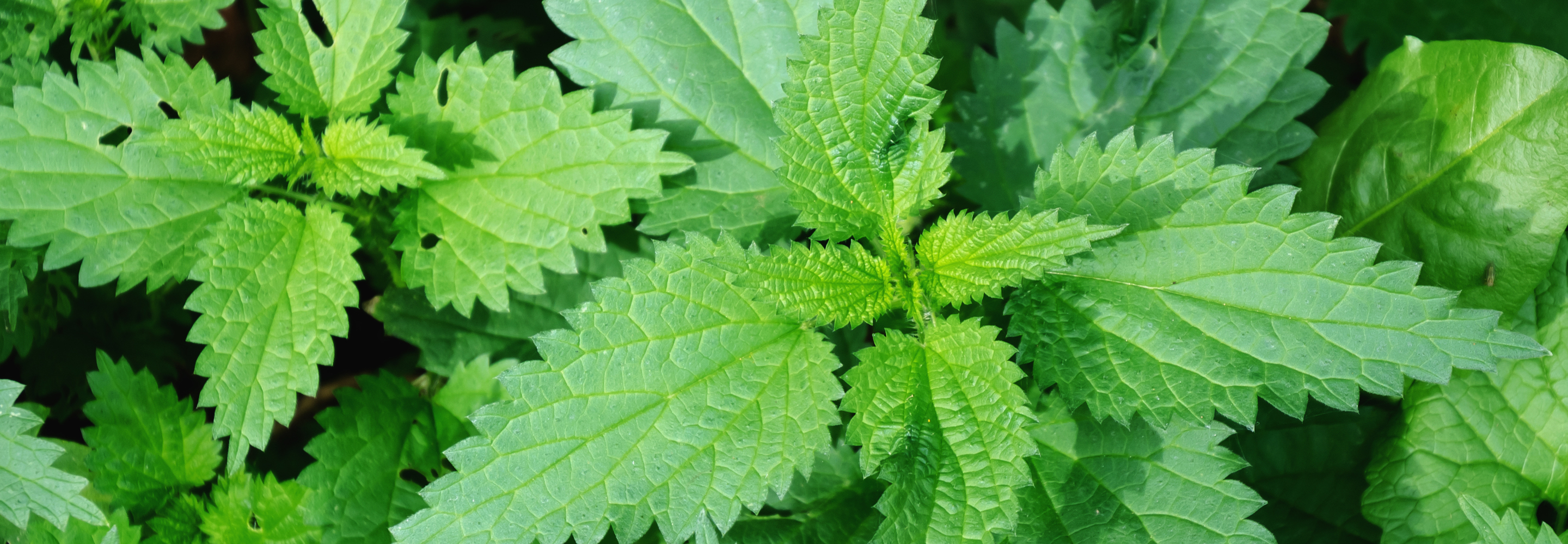 How to Identify Weeds