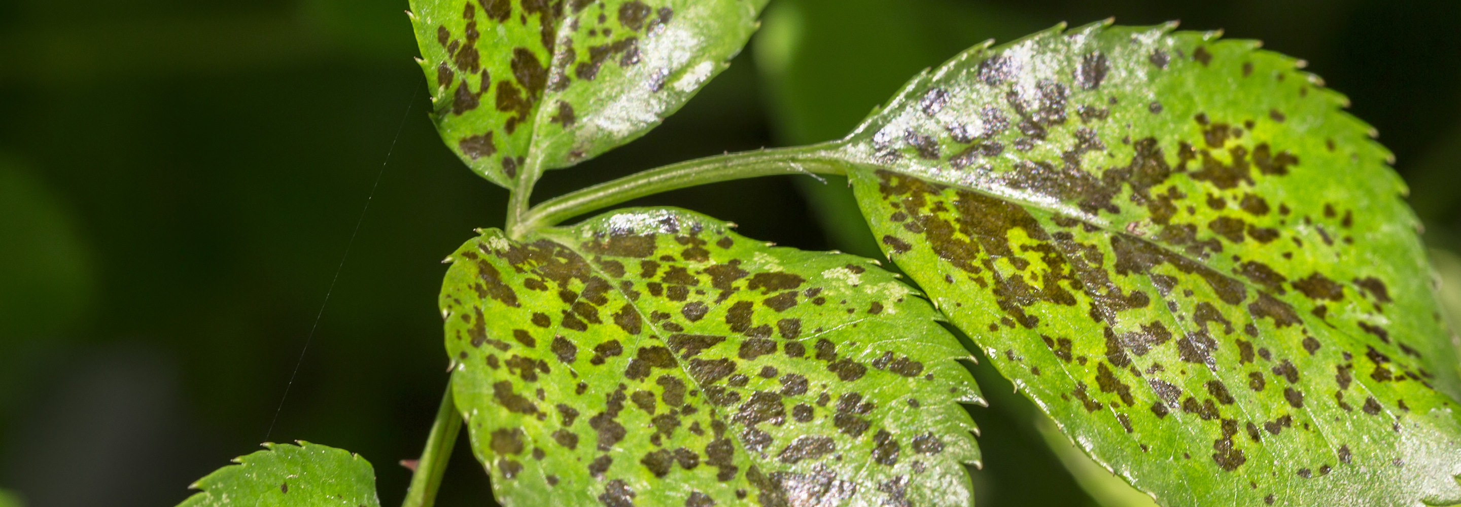 maladies des plantes