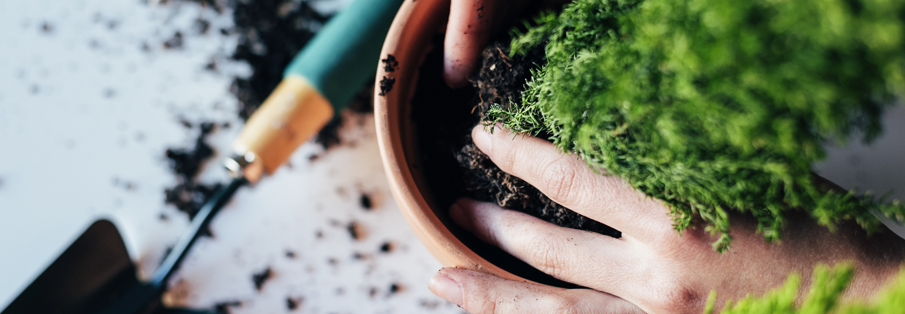 planting and potting