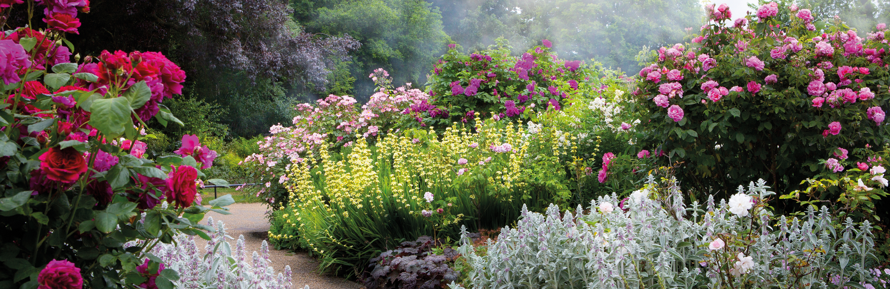 caring for trees and hedges