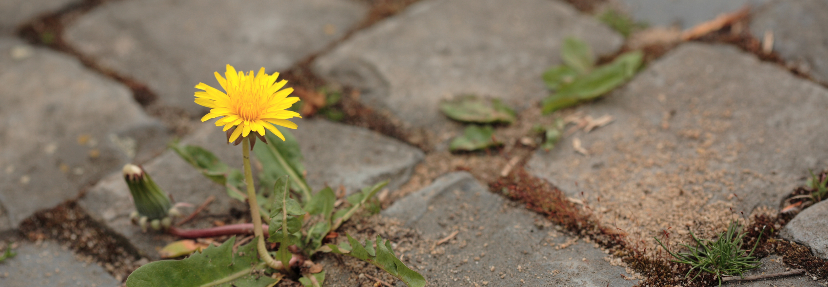 How to Control Weeds 