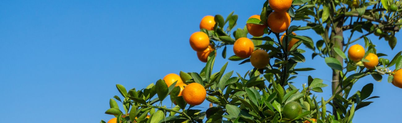 Citrus Tree
