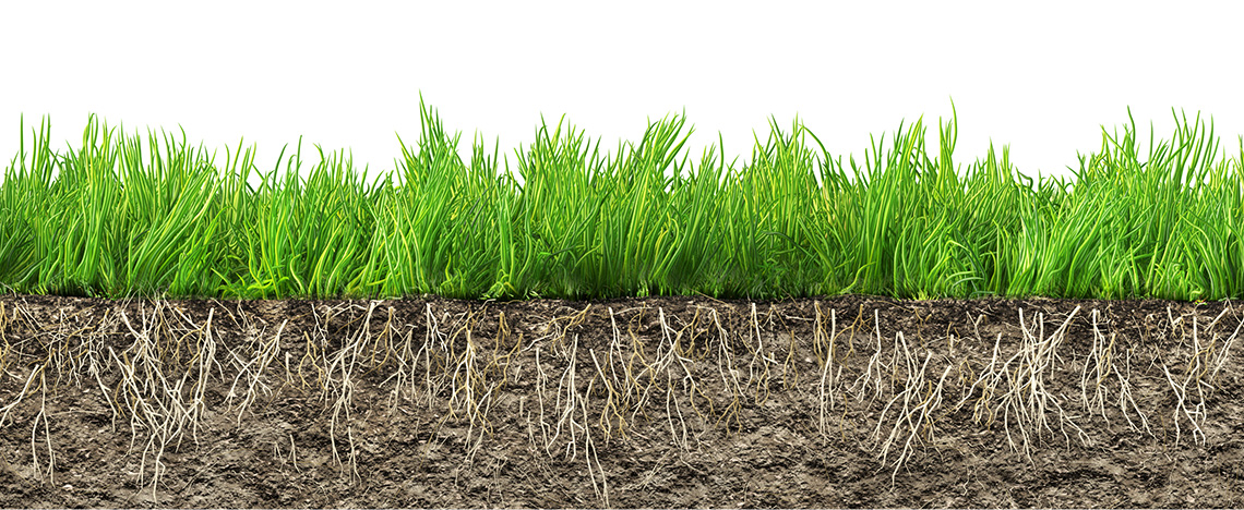 Advies, inspiratie en tips om je gazon aan te leggen