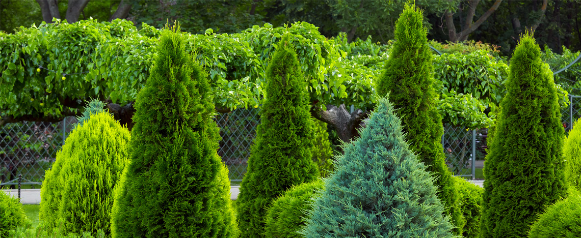Conseils et inspiration sur les arbres et conifères