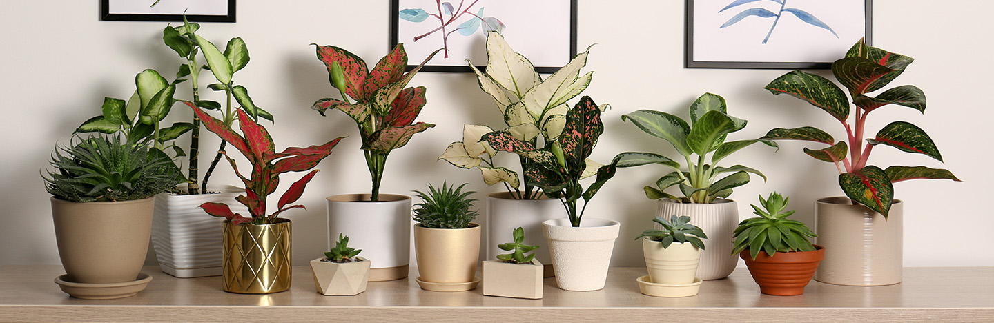 Tips, advies en inspiratie over kamerplanten