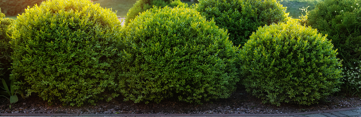 Astuces, conseils et inspiration pour vos arbustes et haies