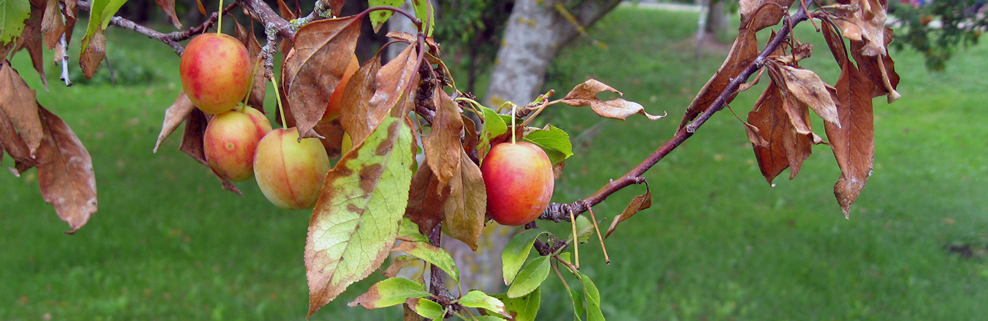 Ziektes in de tuin voorkomen en planten beschermen