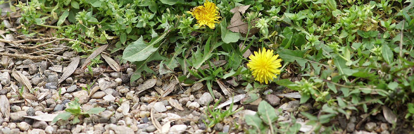 Onkruid voorkomen en bestrijden