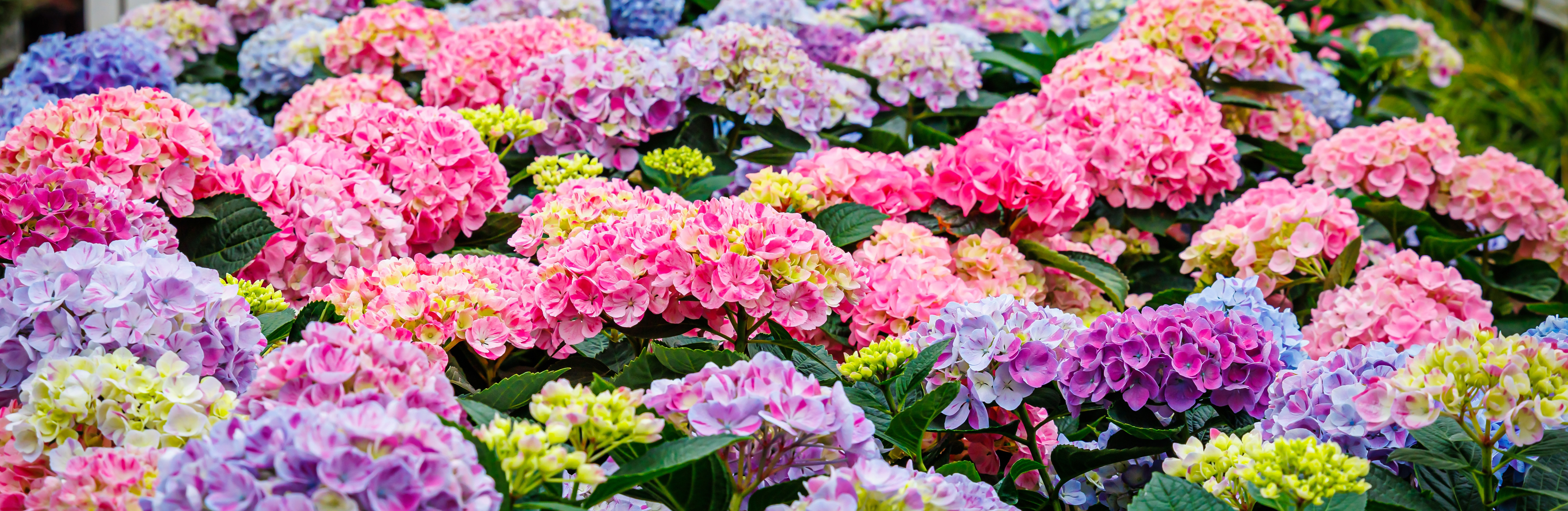 Astuces sur les plantes de jardin, conseils et inspiration