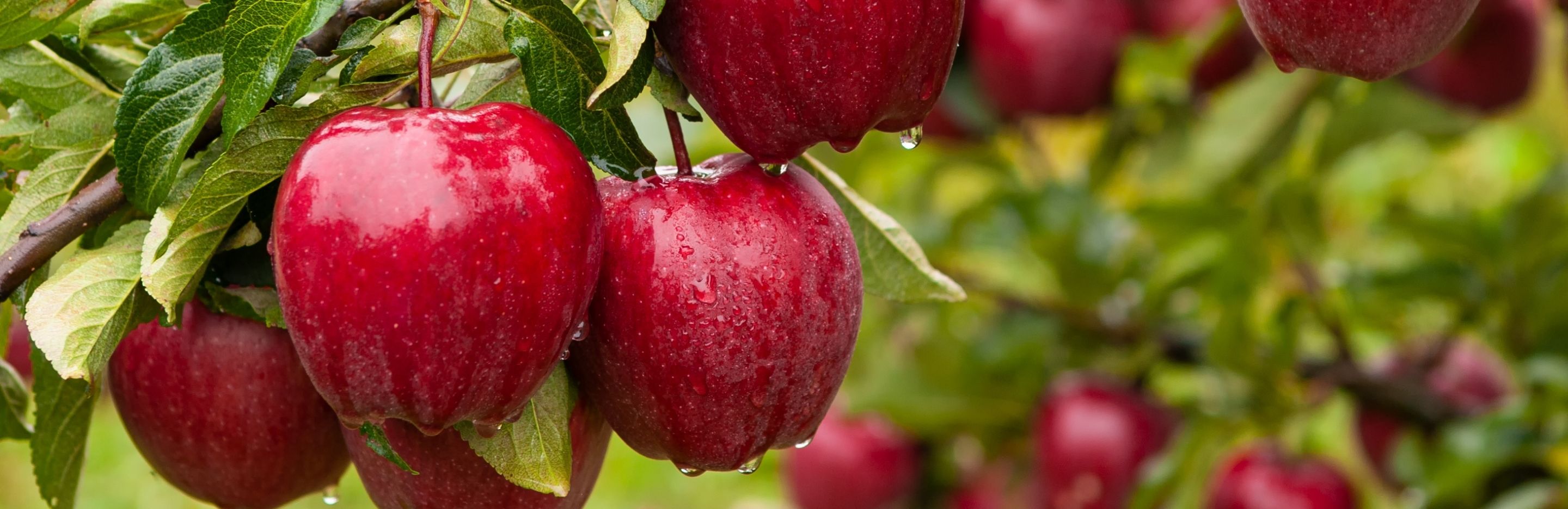 How to grow & care for apple trees