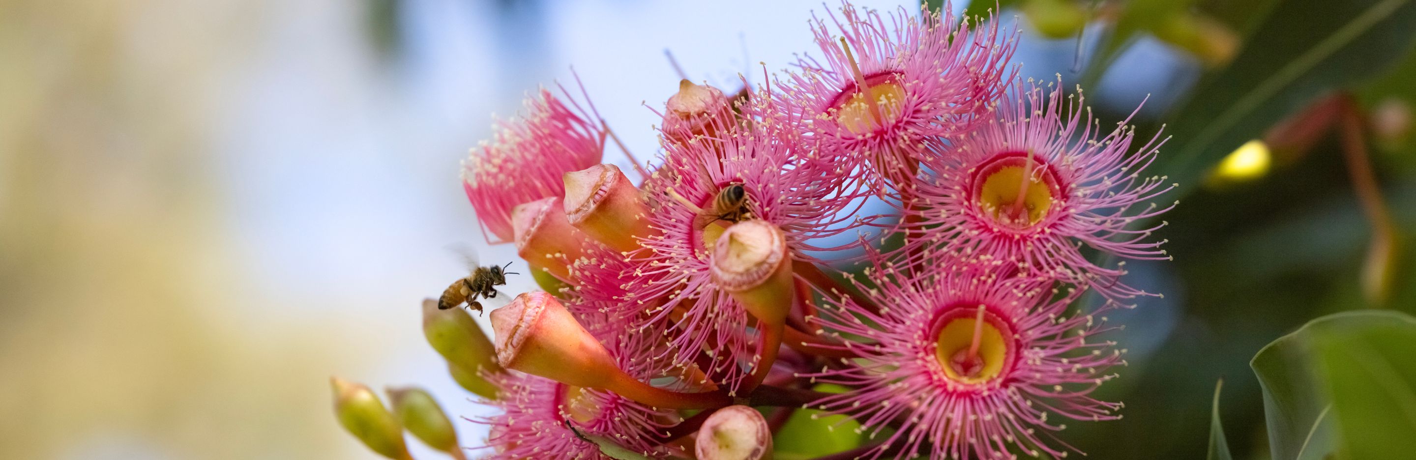 best australian native plants for bees and pollinators