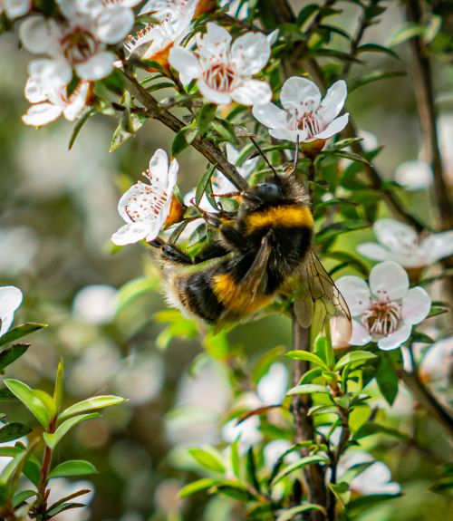 Attracting Australian Native Bees To Your Garden Fasci Garden