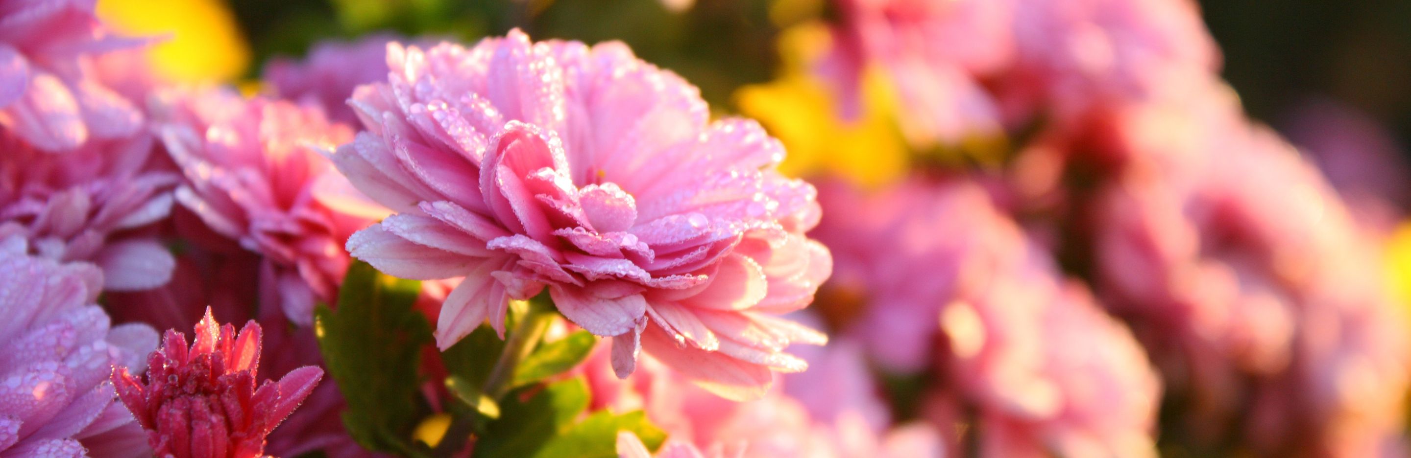 Discover and grow your birth month flower