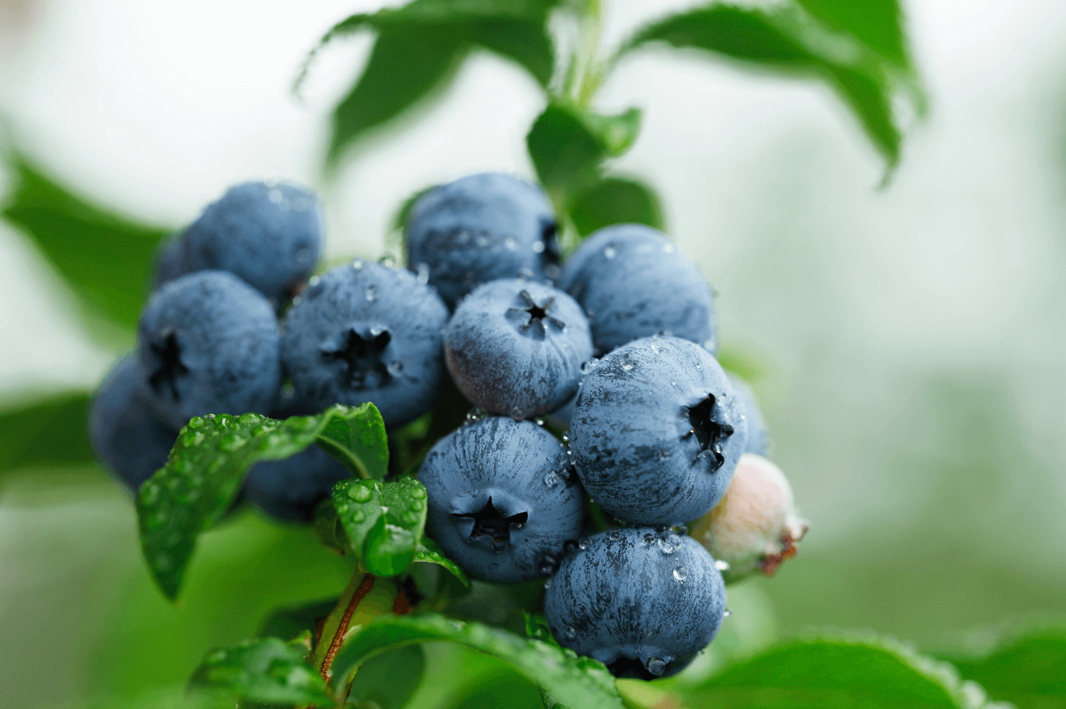 Blueberries