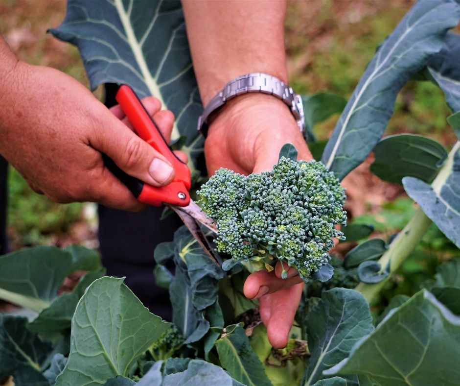 how to harvest broccoli