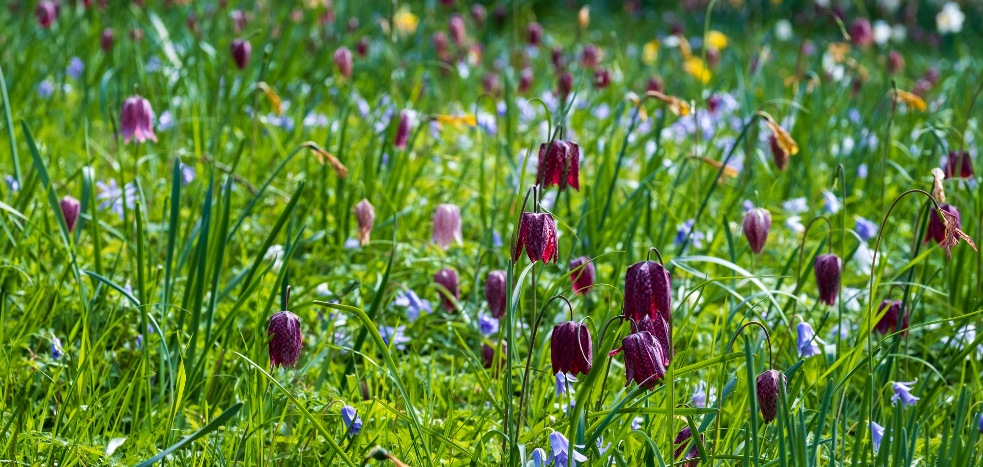 Flower Bulbs Growing in Grass