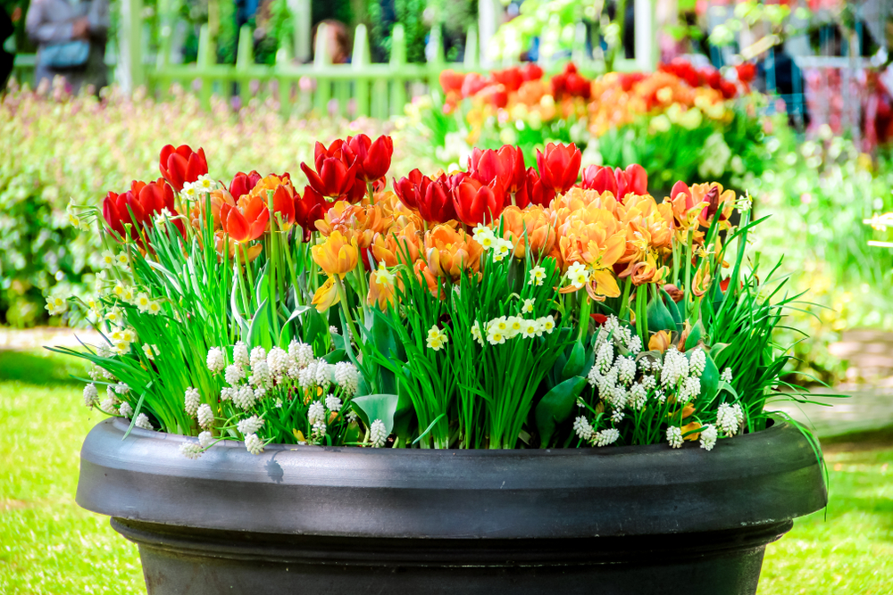 Flower Bulbs In Pots