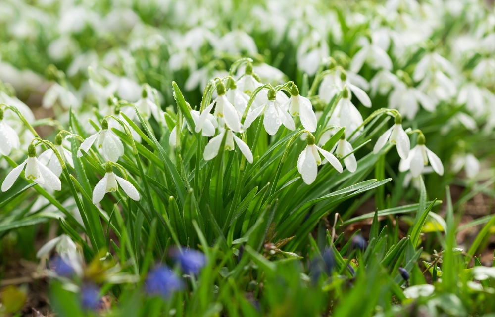 Woodland Flower Bulb Design