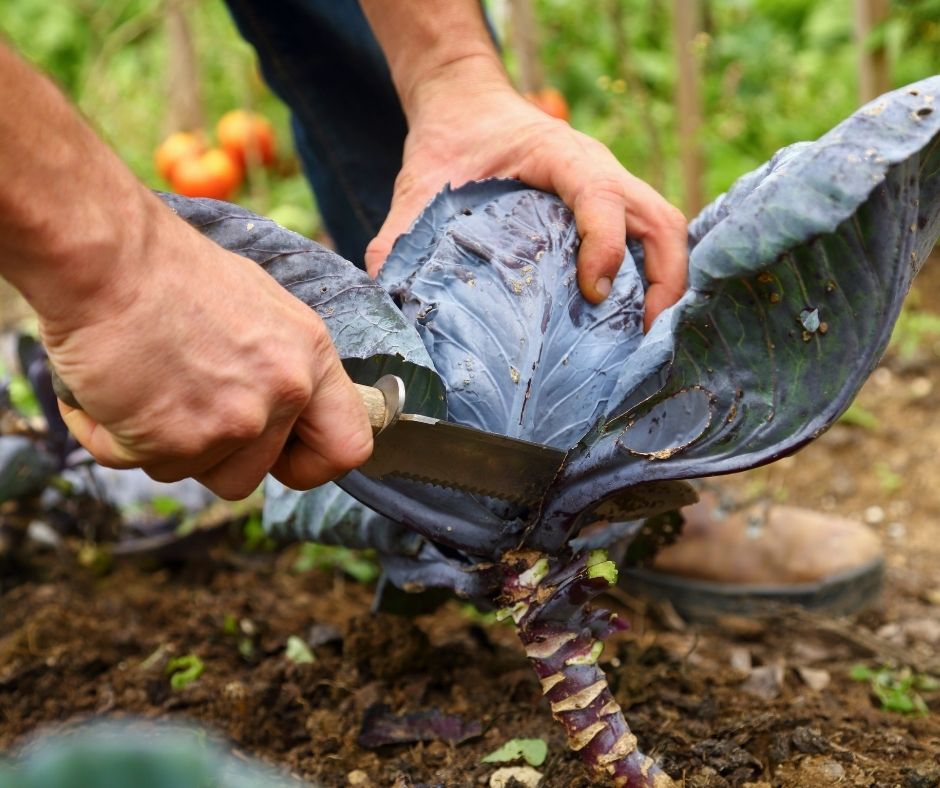 how to harvest cabbage