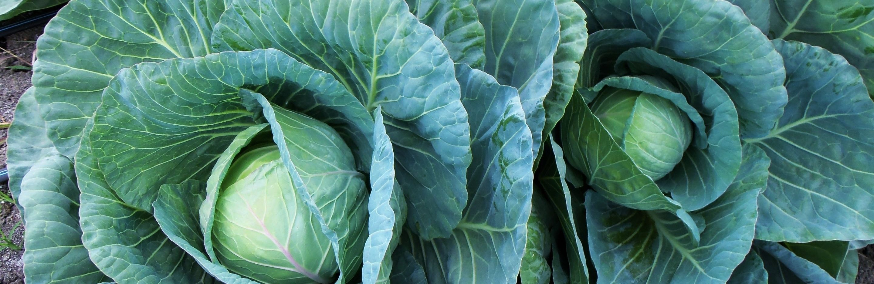 How to grow & care for cabbage