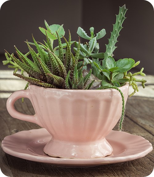 Cacti Teacup Planter