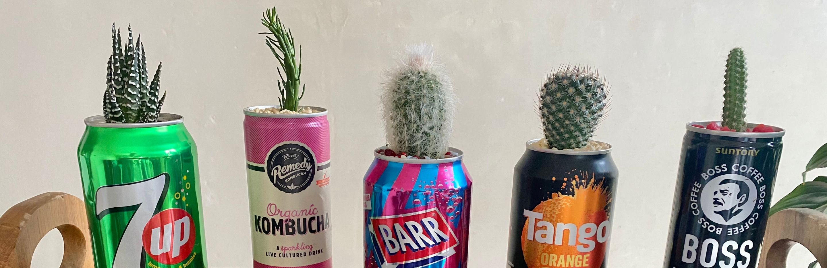 cactus in a can