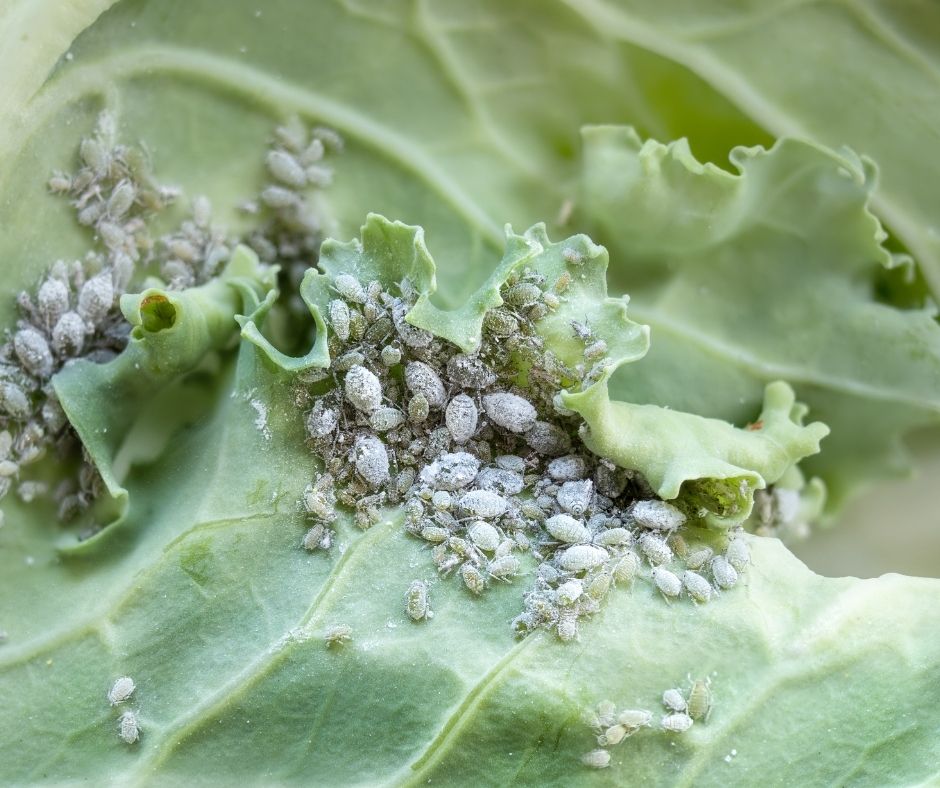 Cauliflower aphids pest