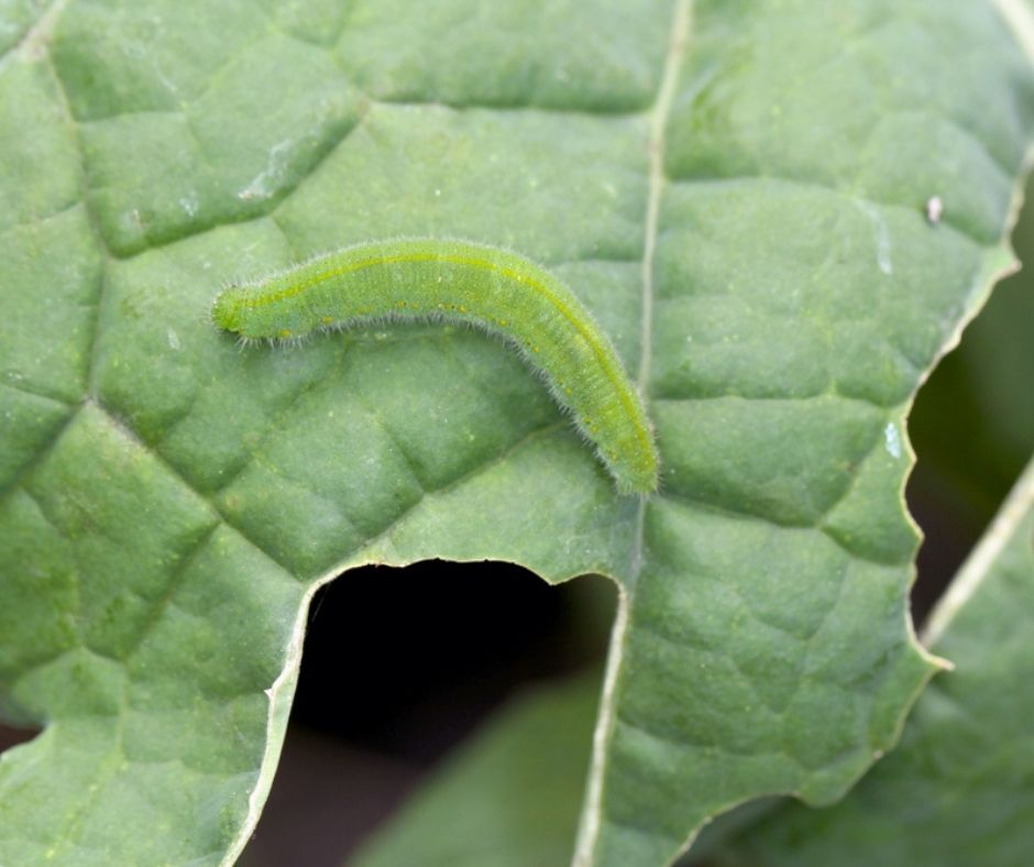 Cauliflower caterpillar pest