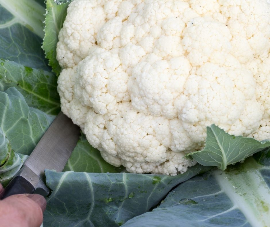 How to harvest cauliflower