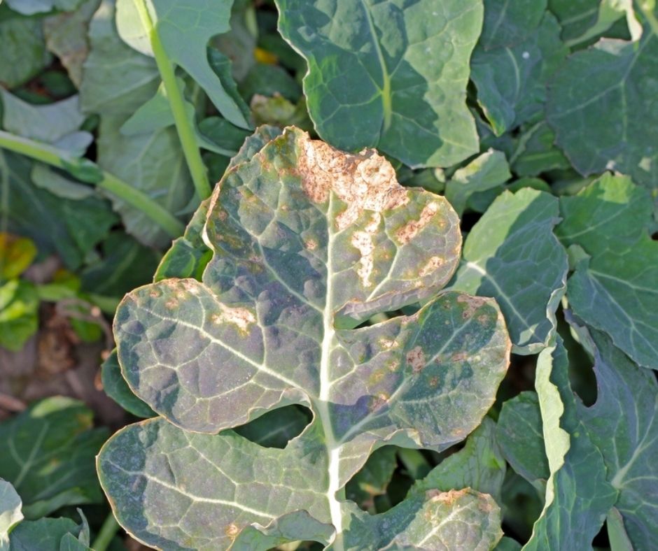 Cauliflower mildew disease