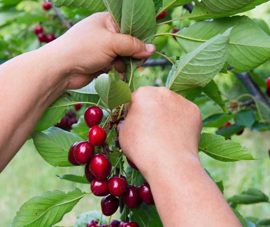 cherry picking