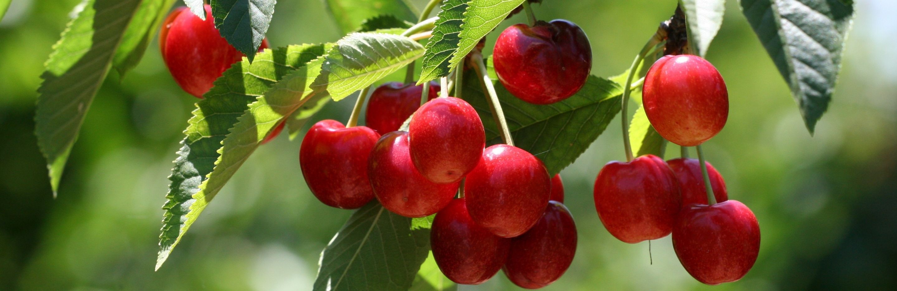 How to grow & care for cherry trees