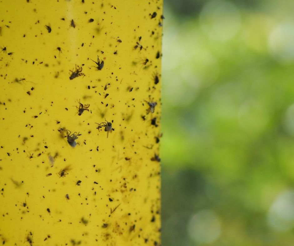 Citrus Fruit Fly.jpg Citrus Fruit Fly Trap