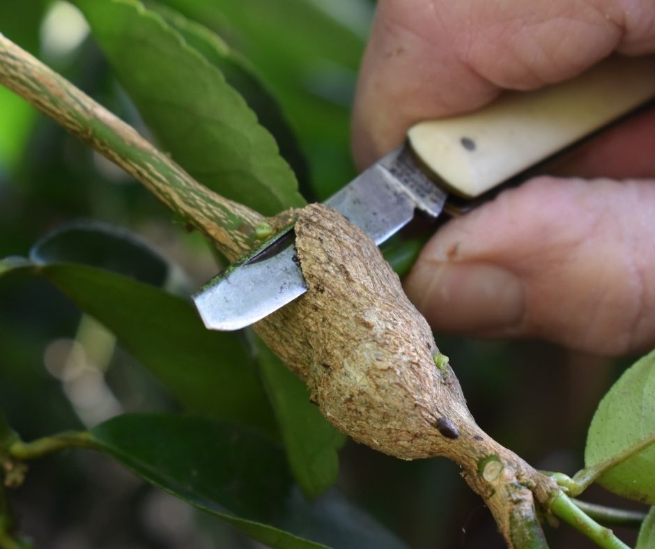 Image: © N Weatherley Citrus Gall Wasp