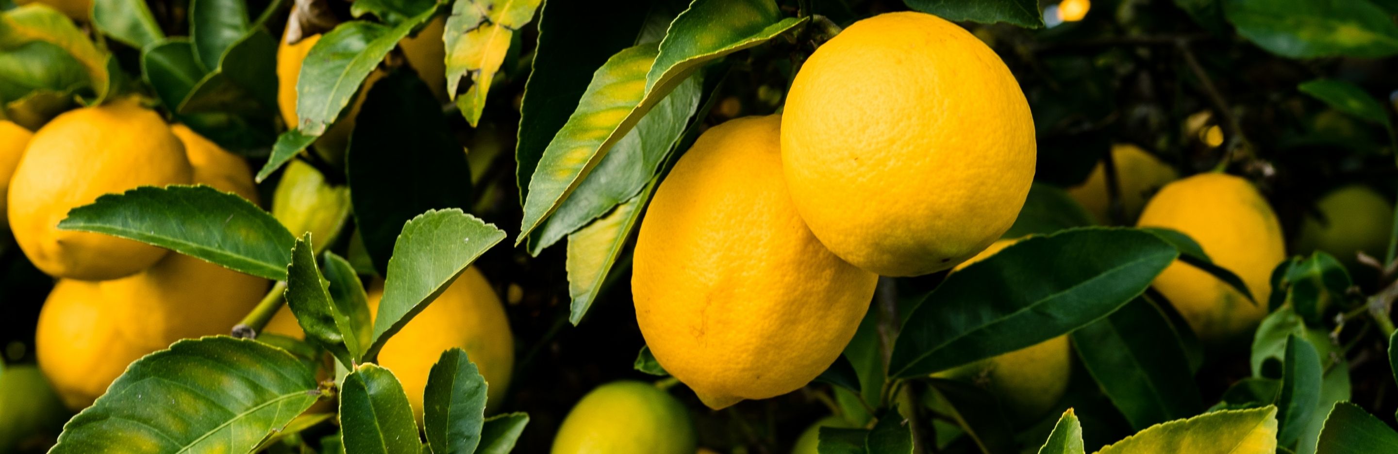 Common Citrus Pest & Disease