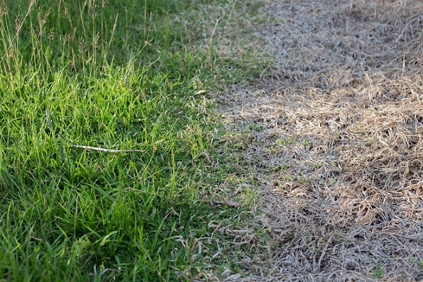 A Weed Feed Green Up Solution For Lawns Love The Garden