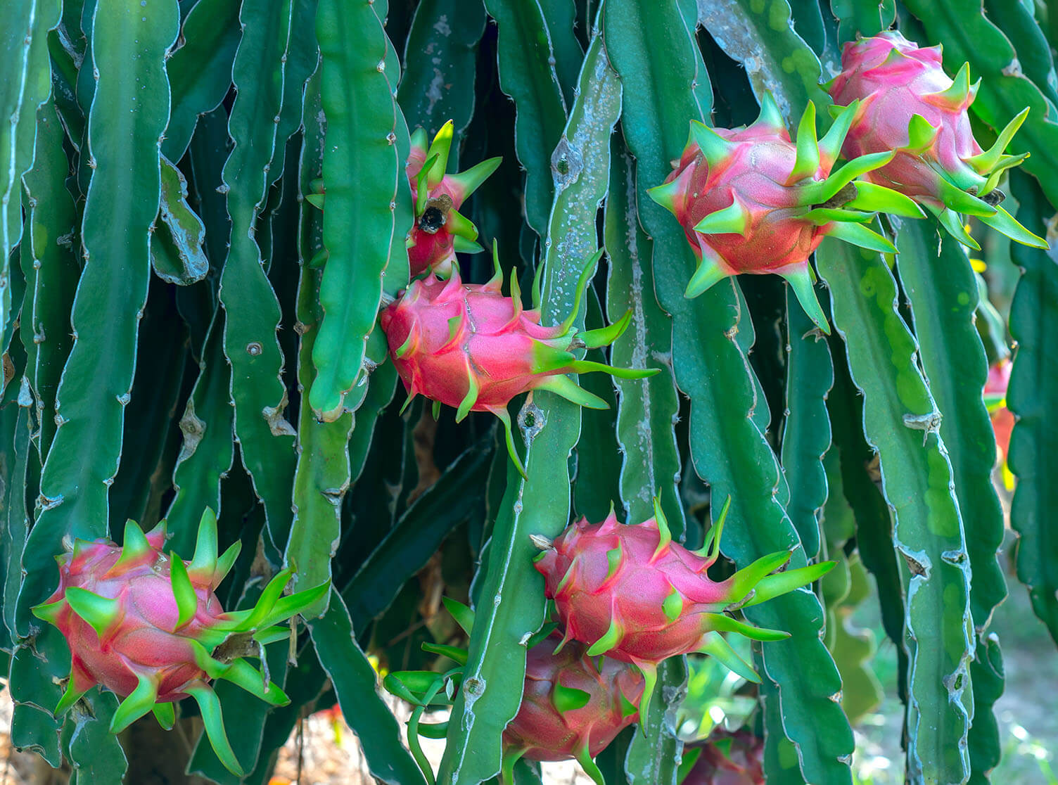 Harvest Dragon fruit